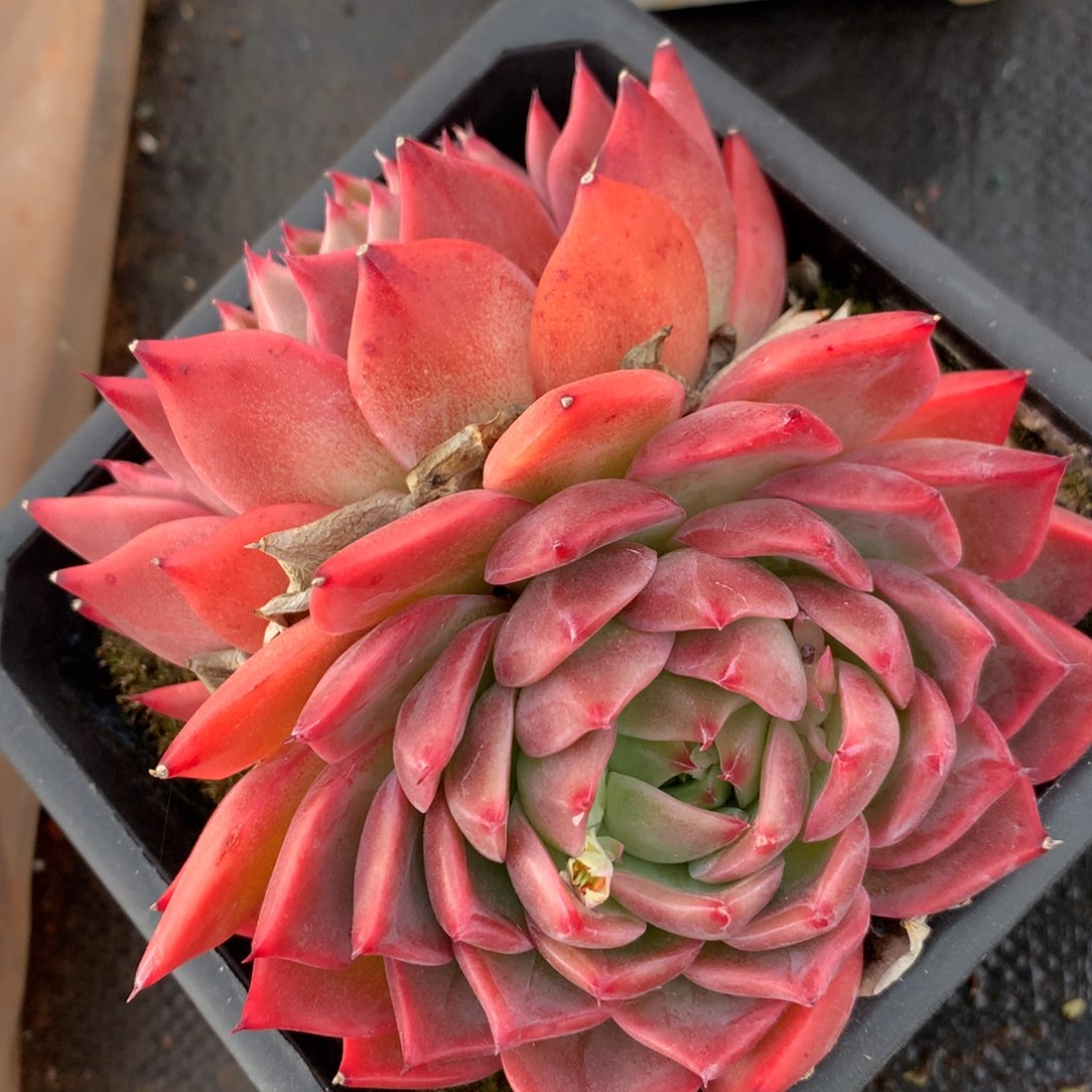 1071杂交精品基地12厘米