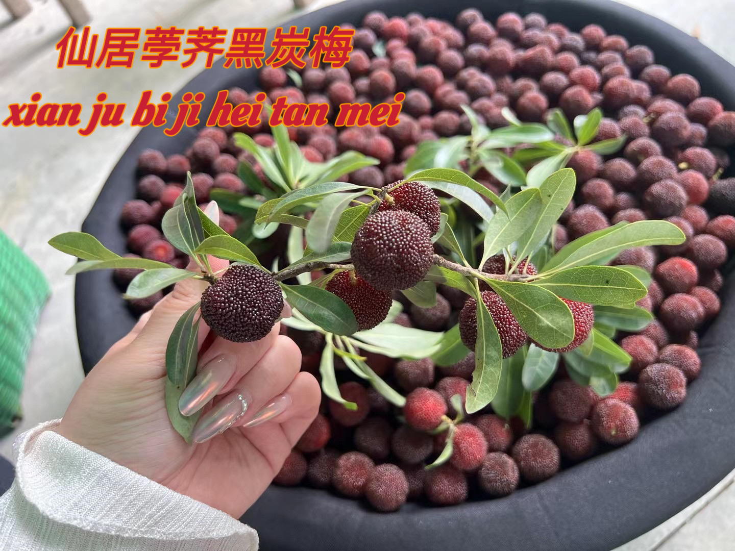 正宗仙居杨梅浙江台州仙居杨梅土特产自家果园批发零售老少皆宜