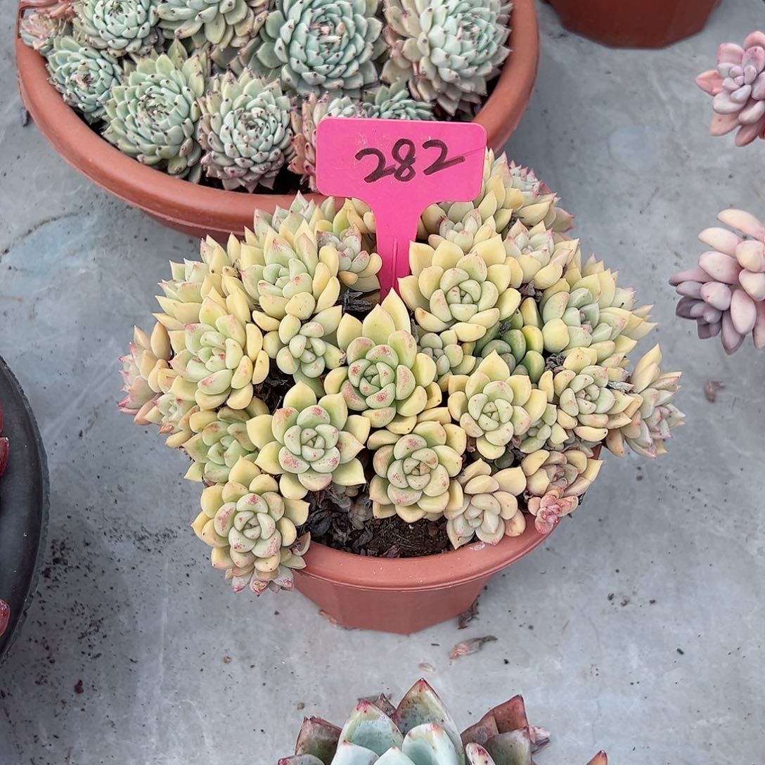 哈****哈282璀璨多肉植物