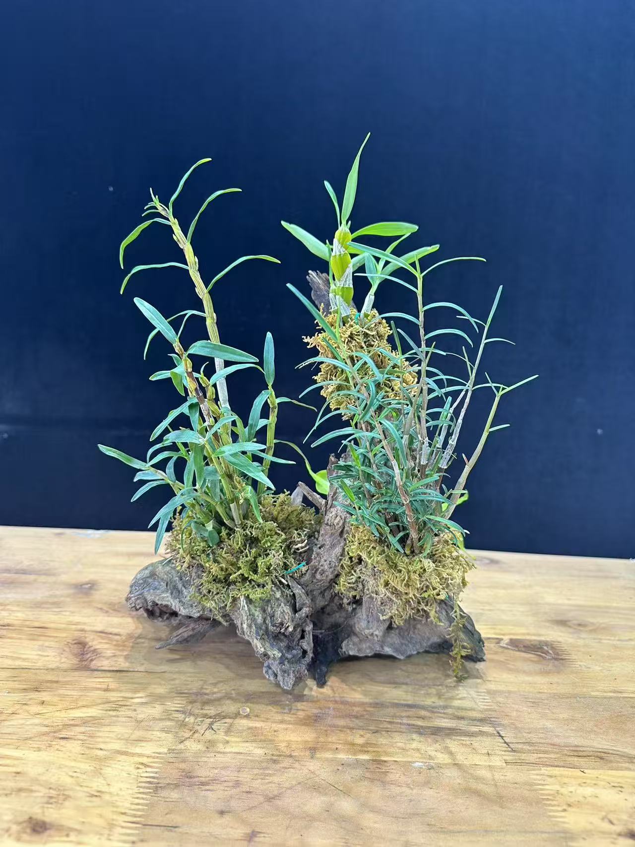 18-100风化木绿植附生植物直播间链接
