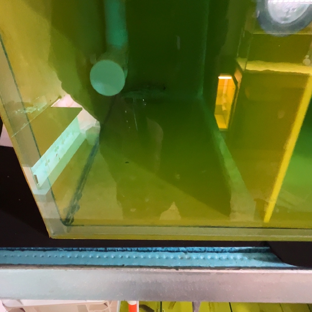 焱***馆海水鱼斑马狗头12厘米