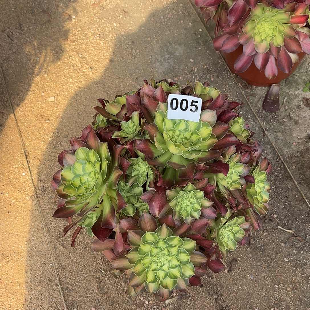 多肉法师韶华005