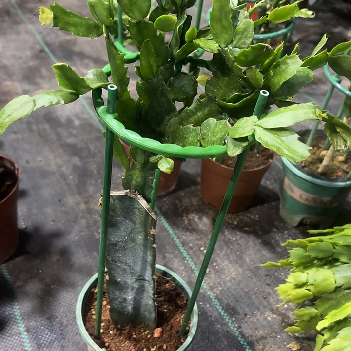 *****当前无花栽培后可以开花