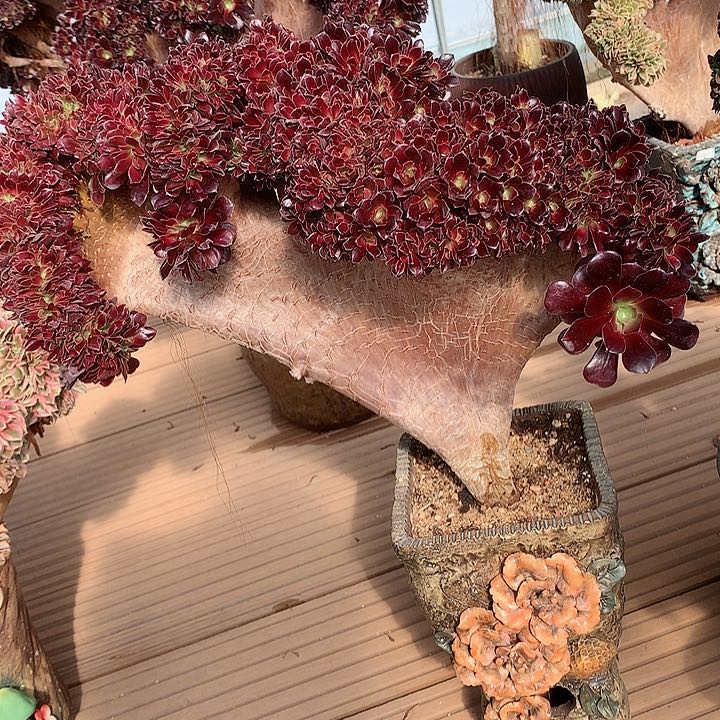 梅花朵朵脱土发货