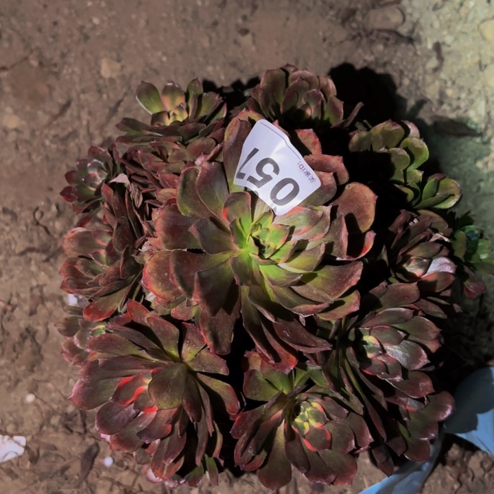 057西瓜太郎彩锦多肉植物