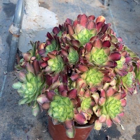 韶华多肉植物010