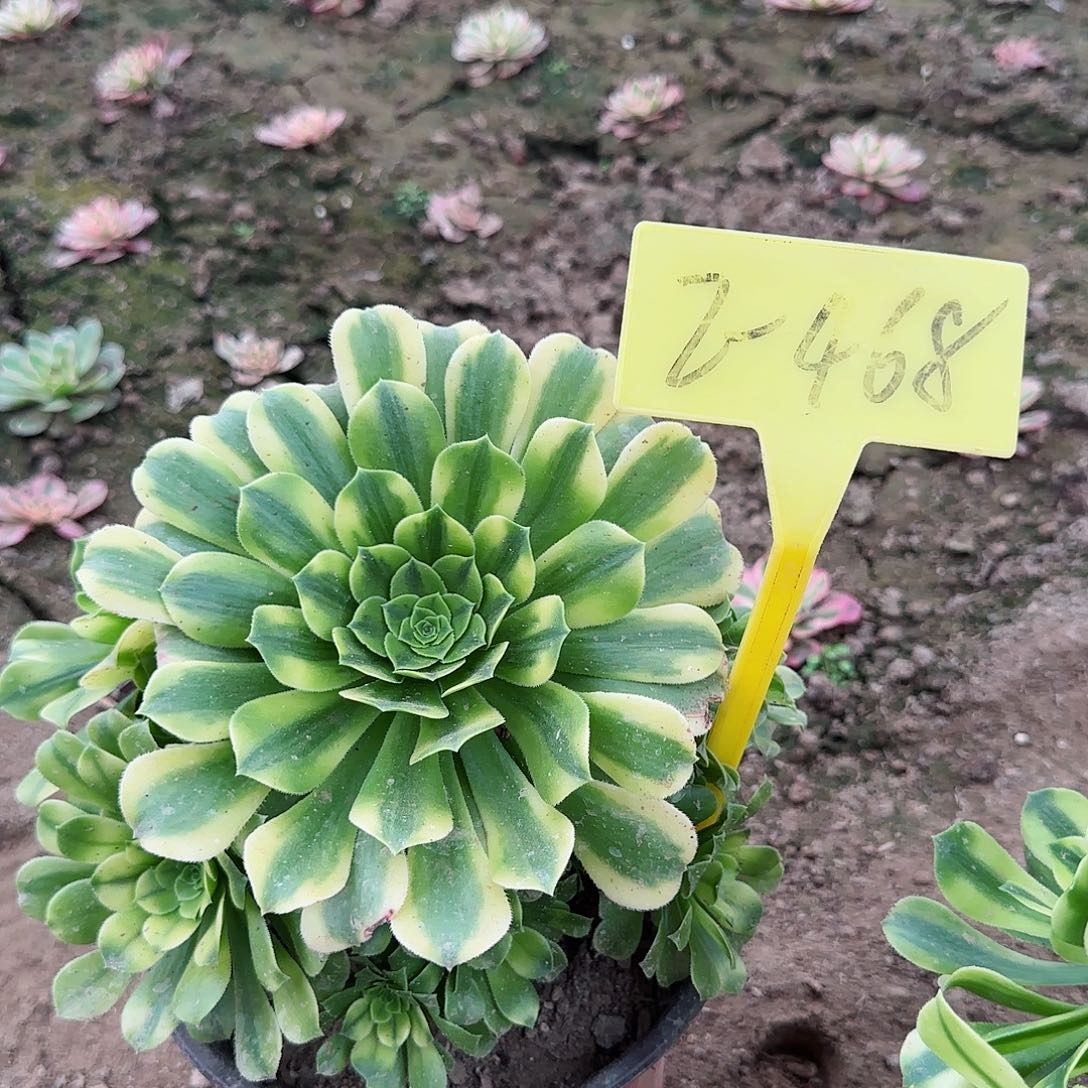2-468--+多头多肉植物