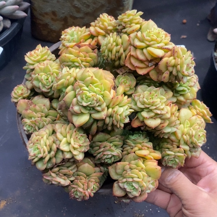 夏悦多肉0118-115蜡牡丹