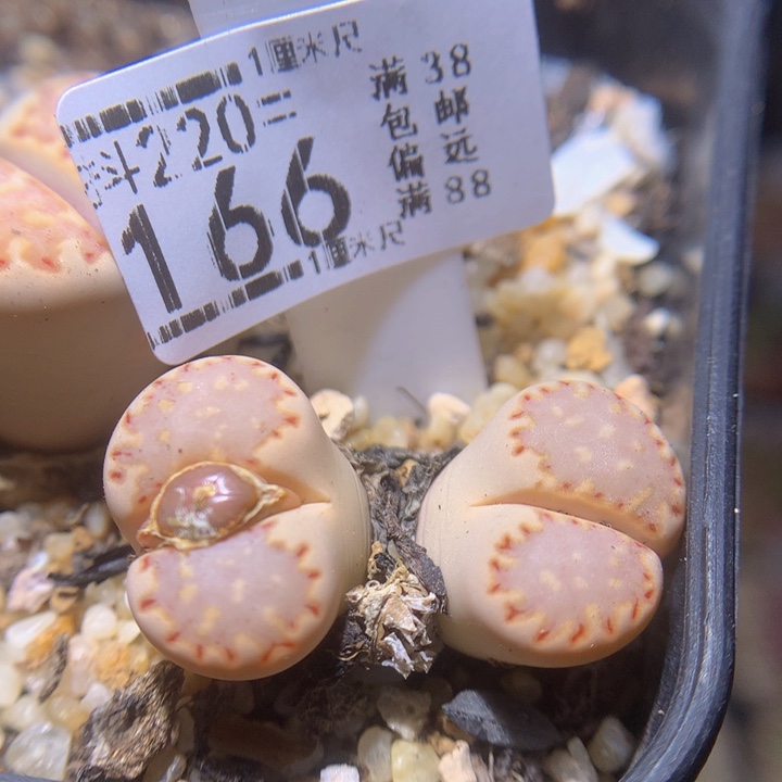 精品生石花220.166