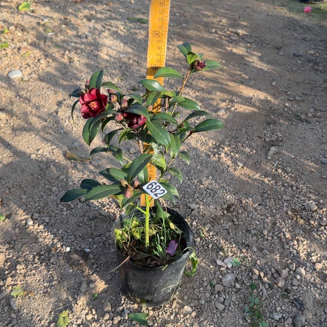 少量花朵（建议范围：2朵-5朵 或40%以下）682黑骑士