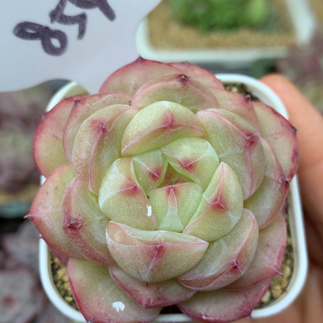 熊猫珍妮单头854