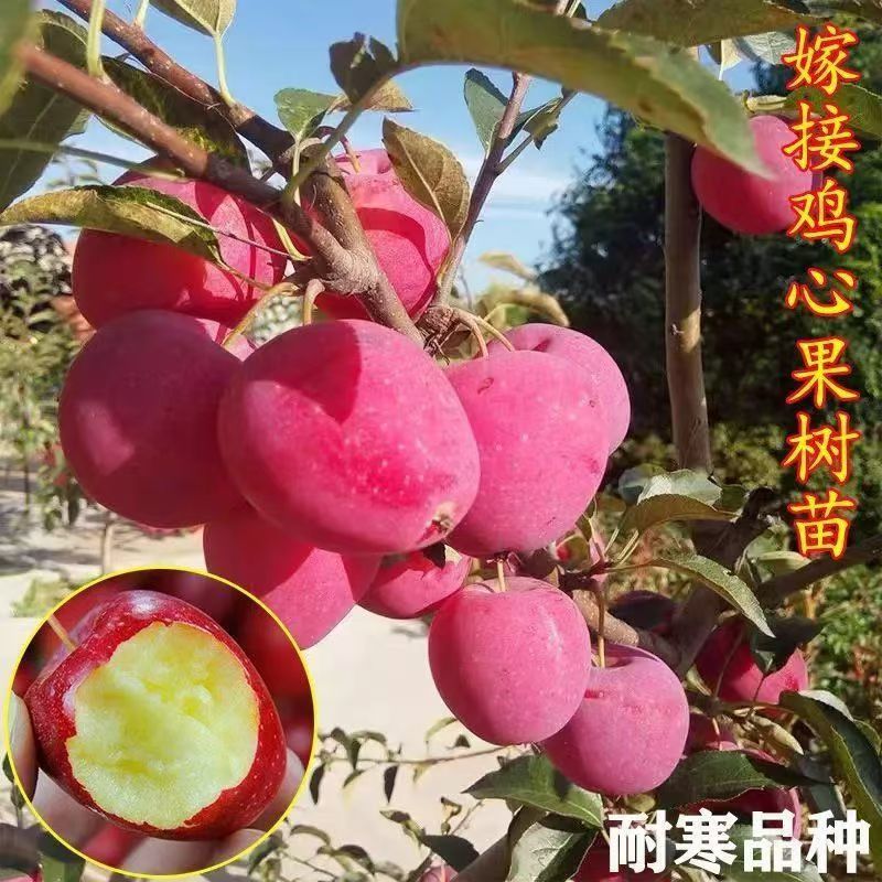 【鸡心果树苗】耐寒鸡心果树苗盆栽地栽锦绣香妃海棠鸡心果苗