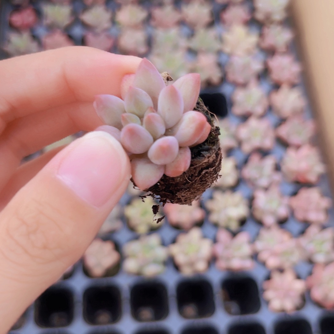 小穴苗金鱼姬多肉植物