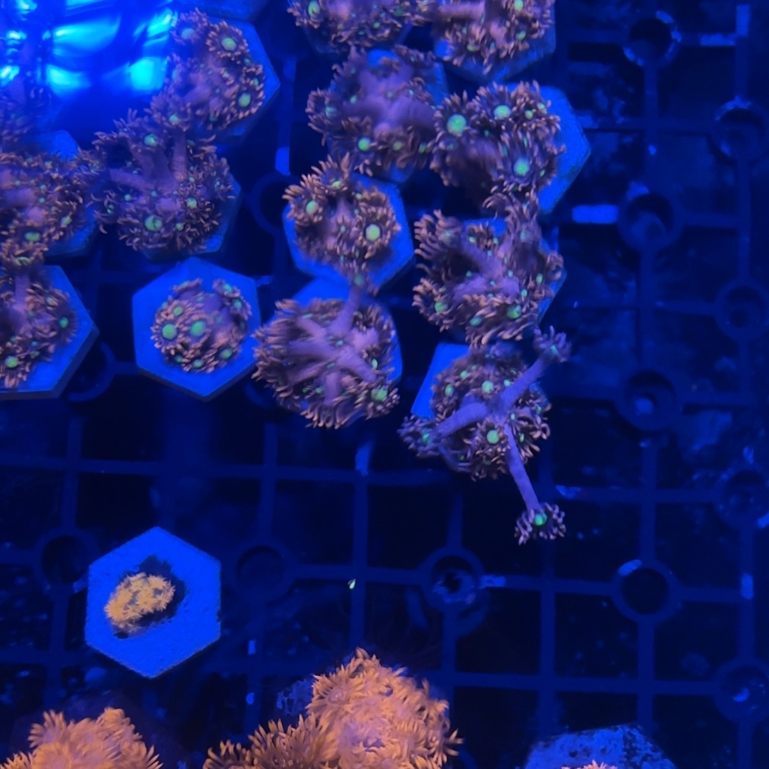 微***尘海缸造景海葵草皮海缸造景