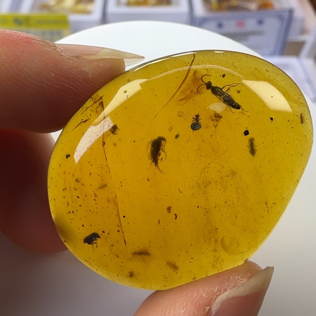 琥珀裸石未镶嵌家**宝蜂