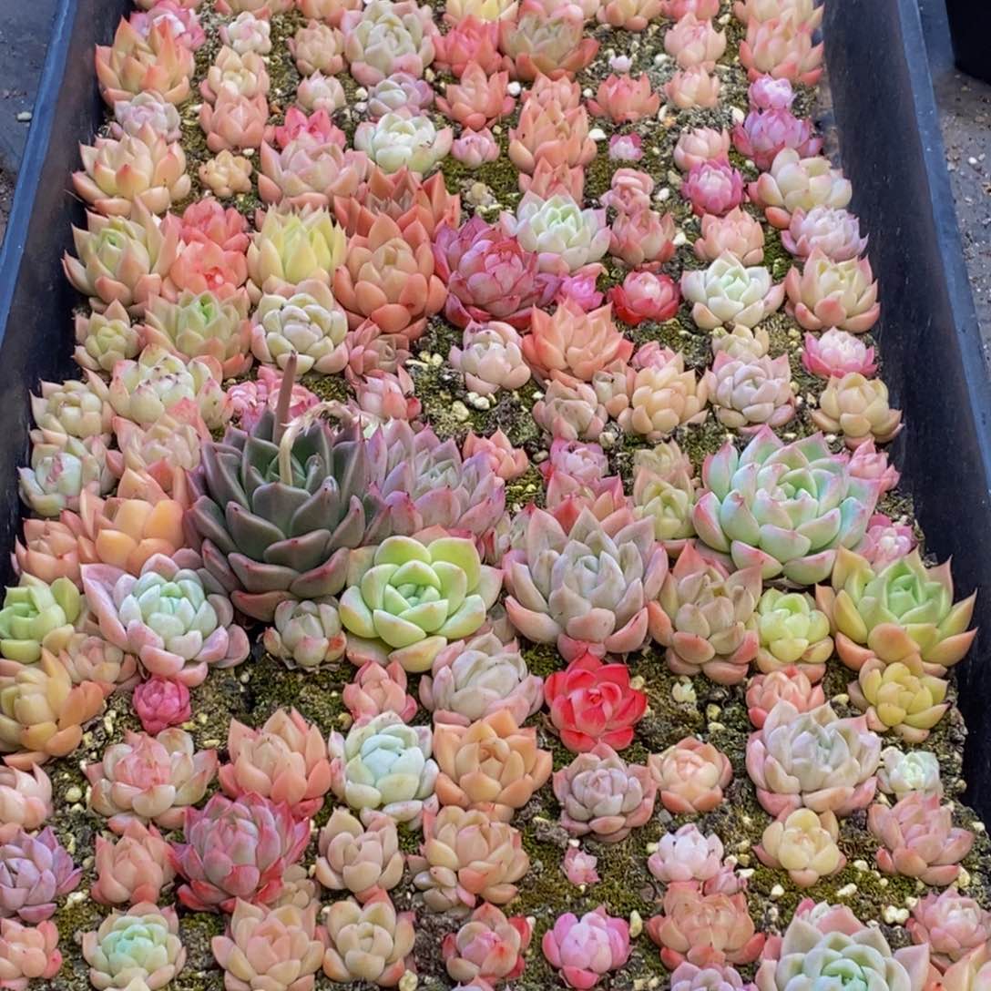 417多肉植物保护研究所所长