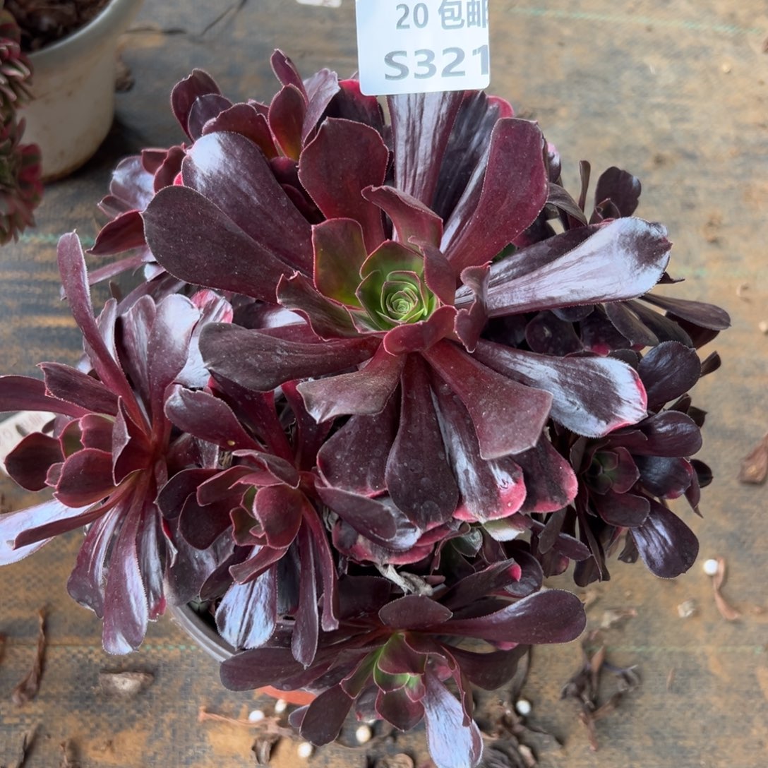 321爱神，满20包邮嘟叮熊