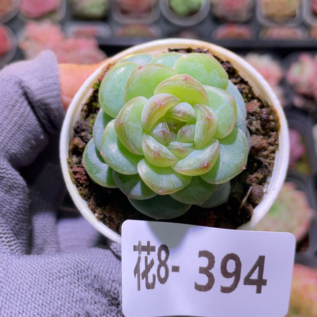 花利美8-394珍妮  