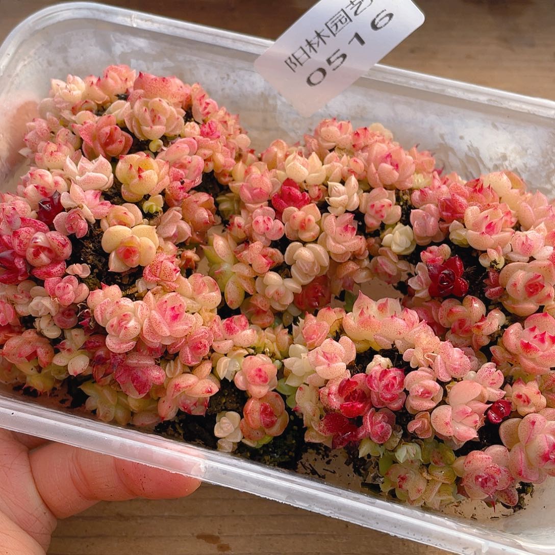 多肉植物多肉植物516