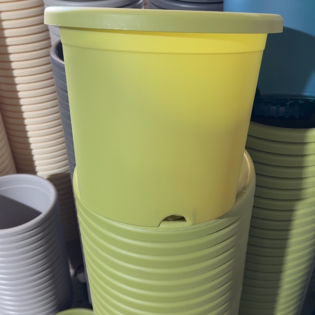 四季5#无拖果绿6个