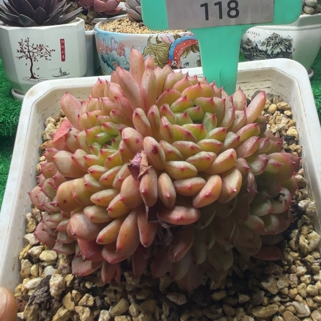 唐二姐多肉编号118