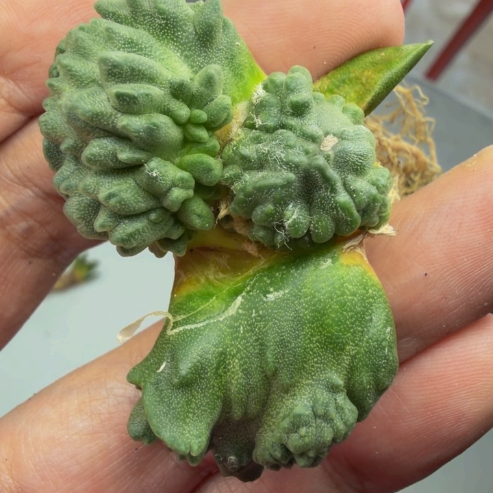 天花板级收藏品无敌的