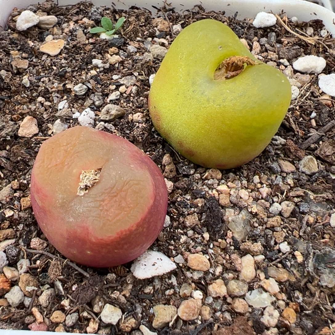 2.14好看的多肉552