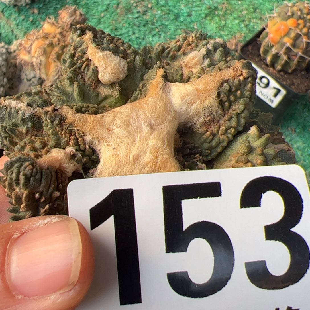 无**东自根龟甲牡丹仙人球153