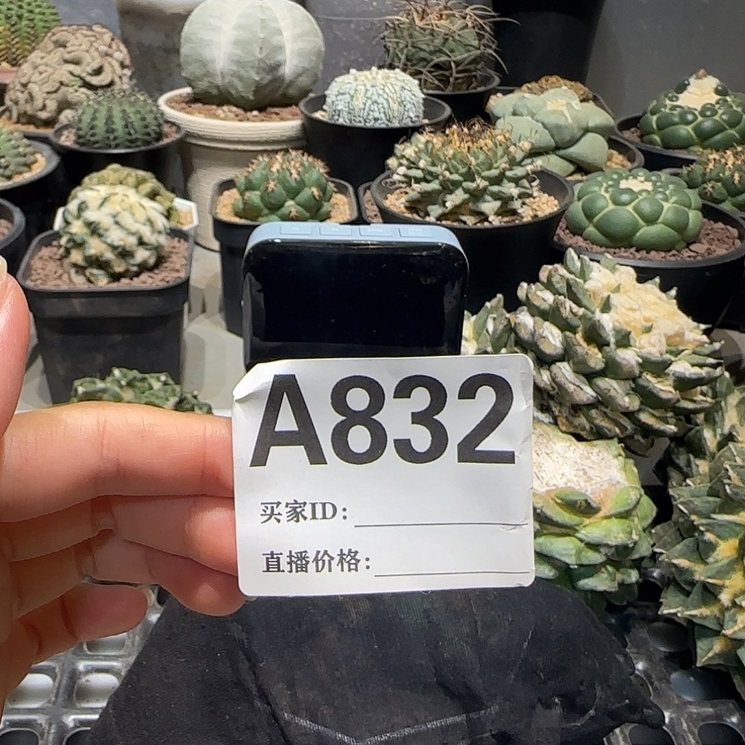 贺***r实生仙人球特价一颗
