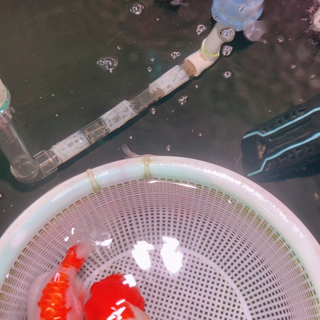 海水鱼1**8兰寿金鱼