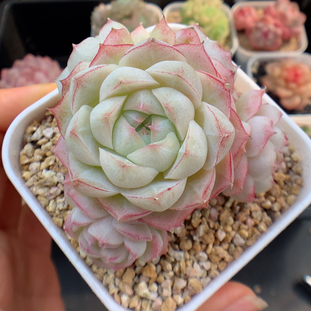 多肉植物。 女王24