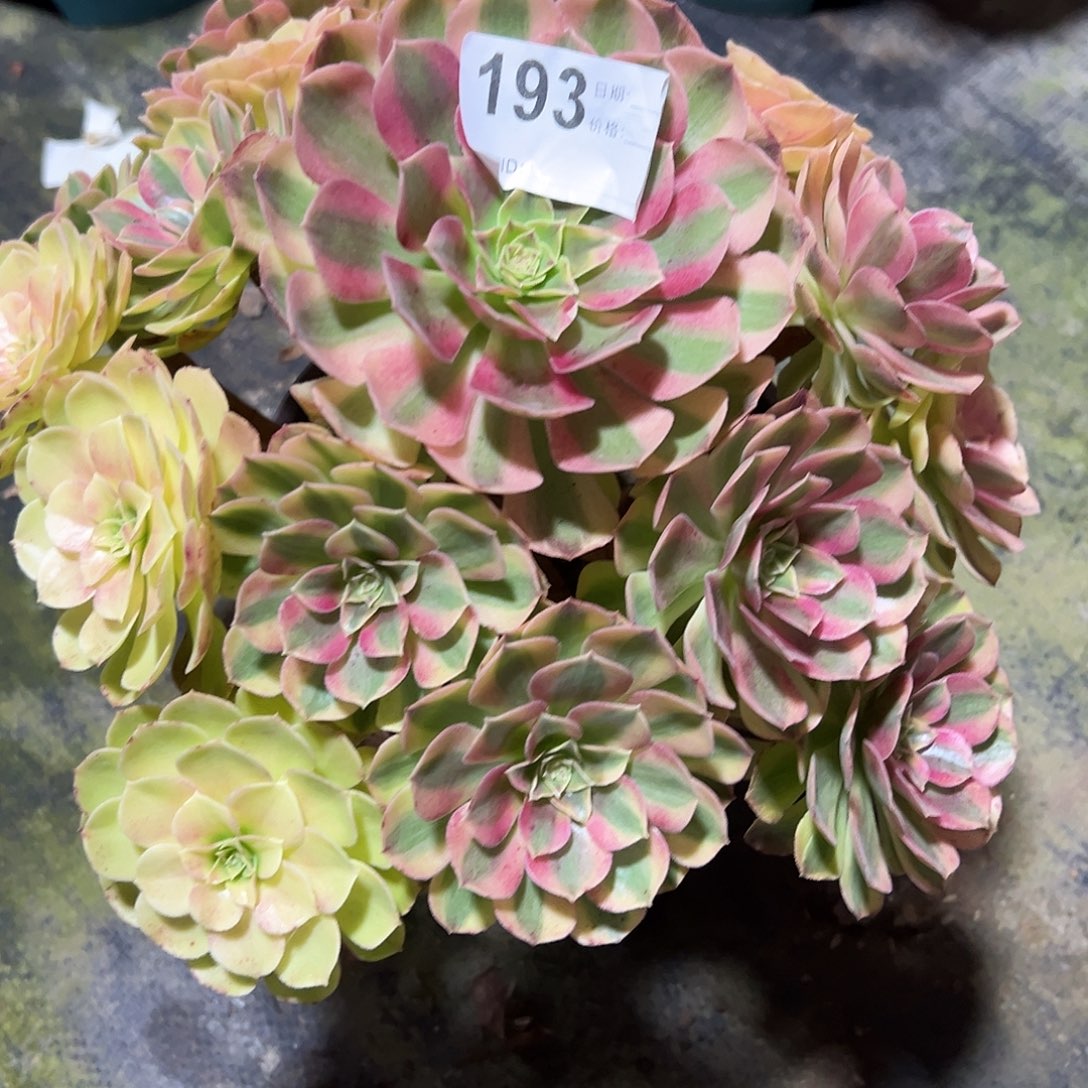 193雨荷多肉植物法师