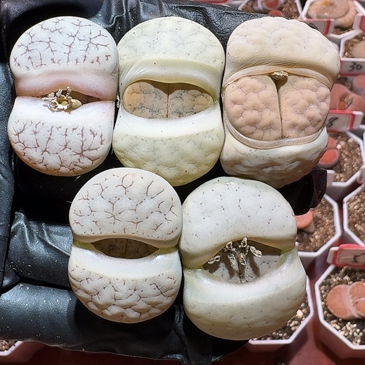 生石花333:：。  81