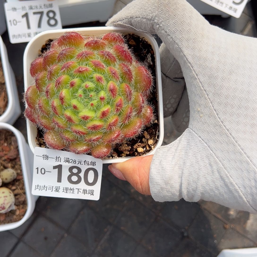 黄金果多肉多肉多肉多肉多肉