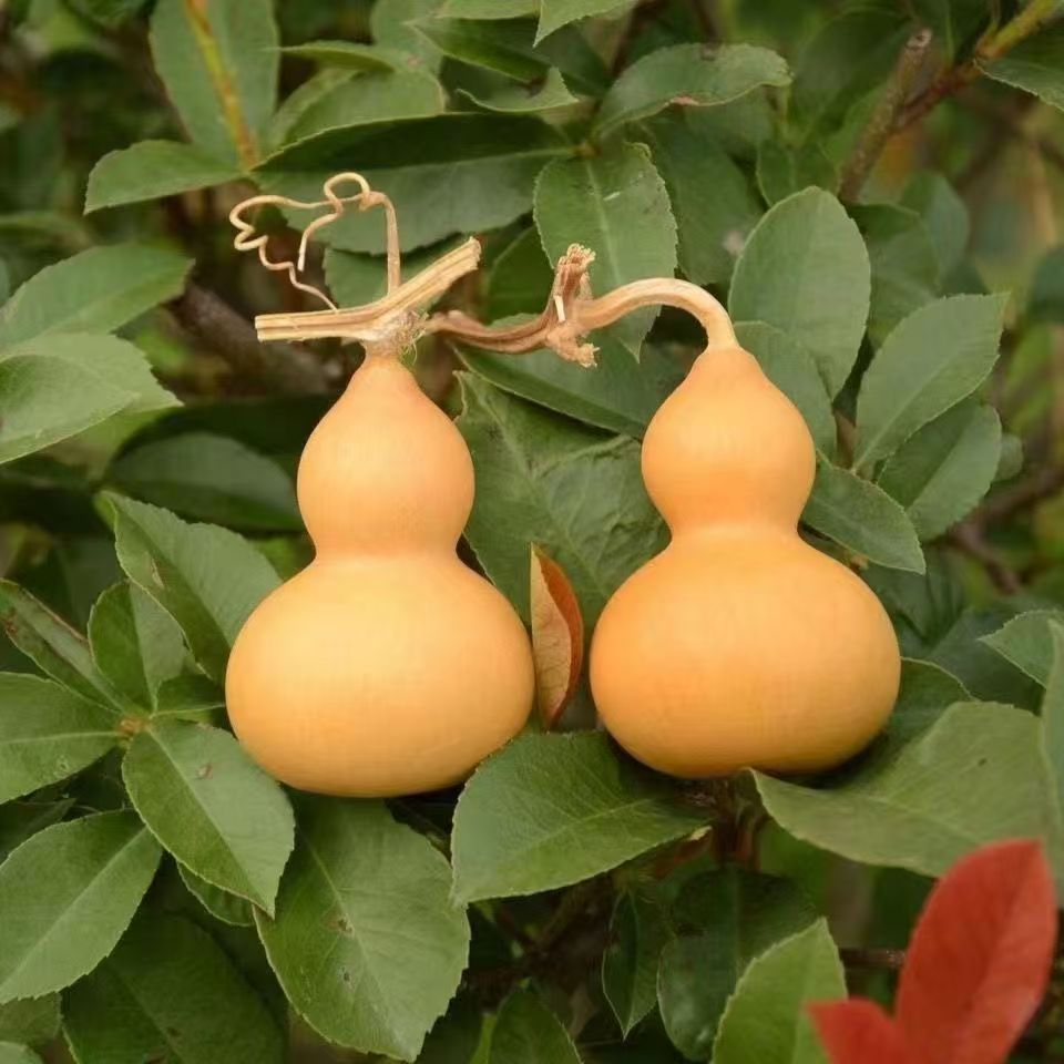 葫芦手把件直播间专属链接  [请勿直接下单!  需要去直播间拍]