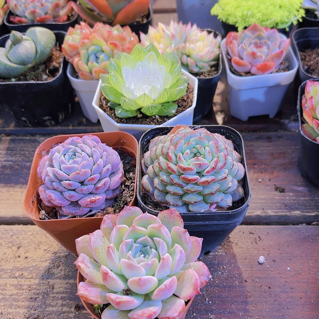 宝莲灯➕恩宠➕白胖子➕阿尔巴