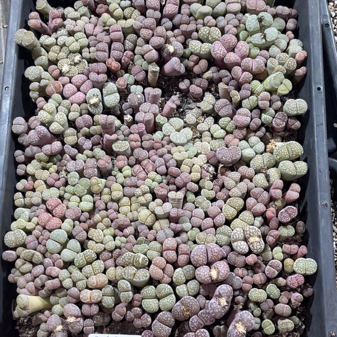 丽***姐1066福利筐1不售后