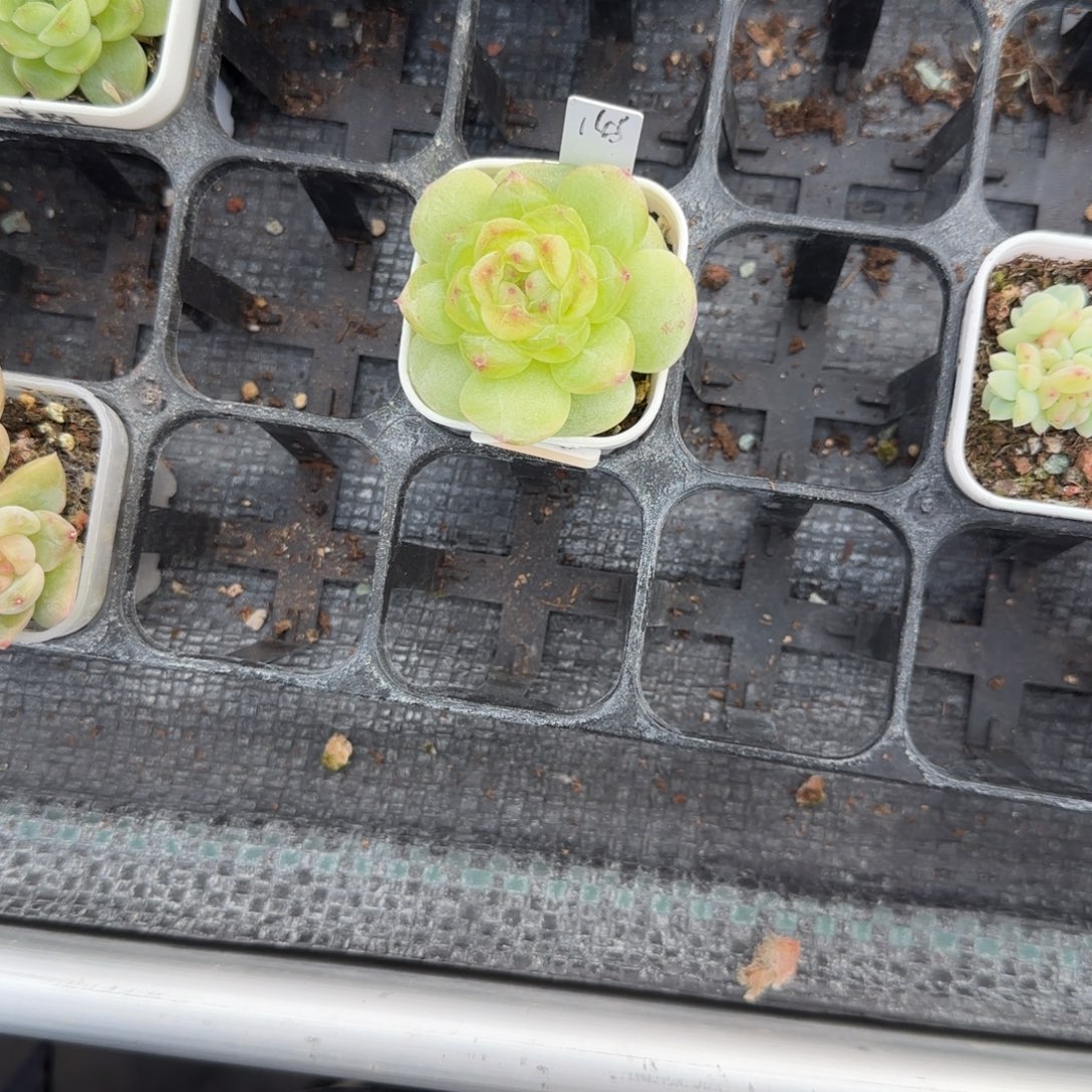 *****P145 盆4床一个满25包邮