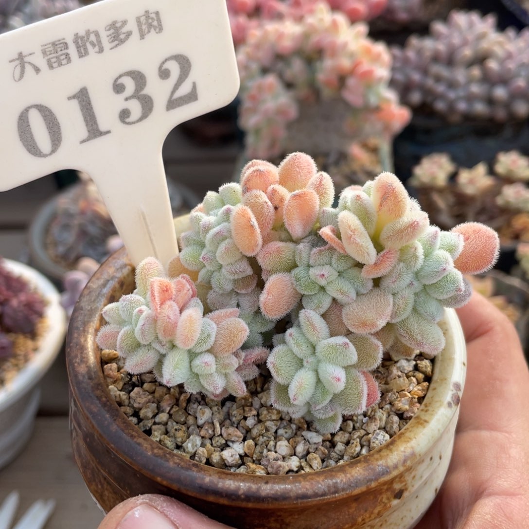 0132雪晃星不带盆7厘米