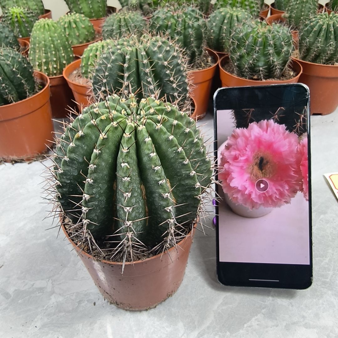 超大羽毛云锦带盆发