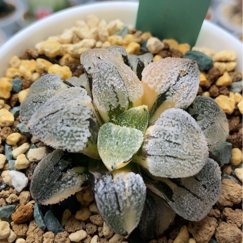 【闪购商品】口**妹雪之里锦147