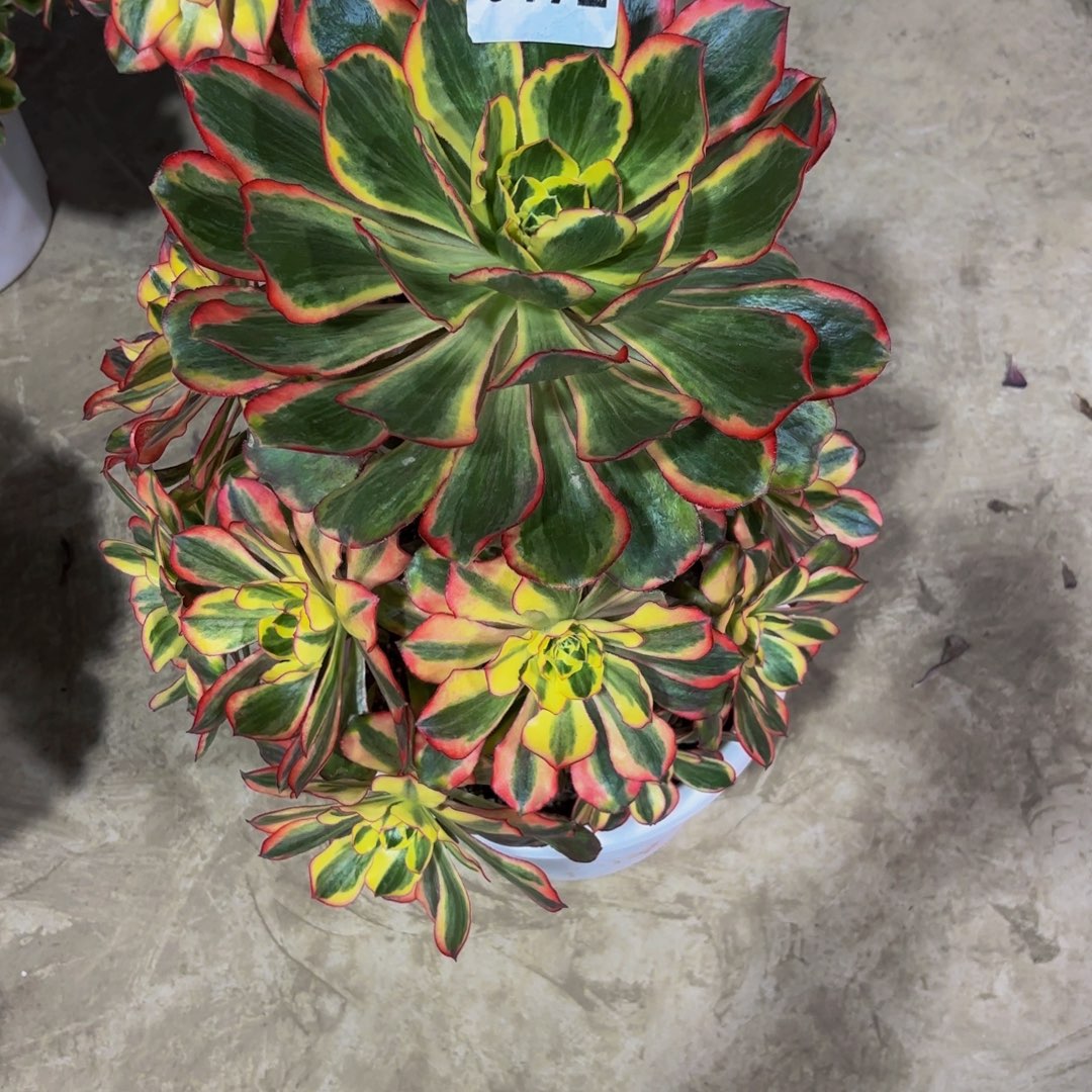 纹***晏无花朵6172魅影11111111