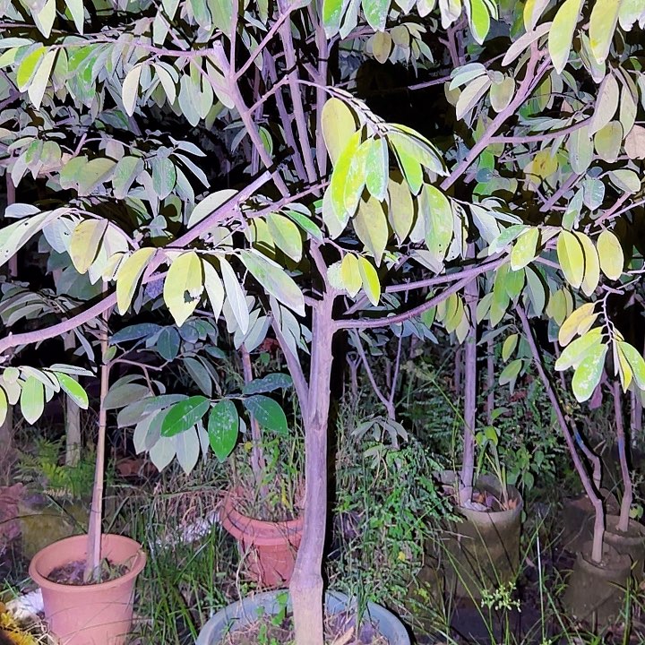 党***兵无花朵果树1111111111111