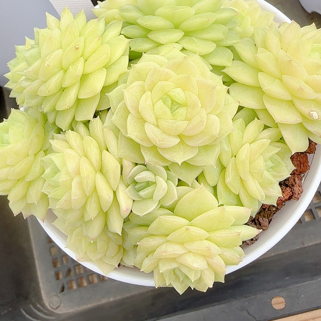 悠***球【闪购商品】1022-116（ttp-117）