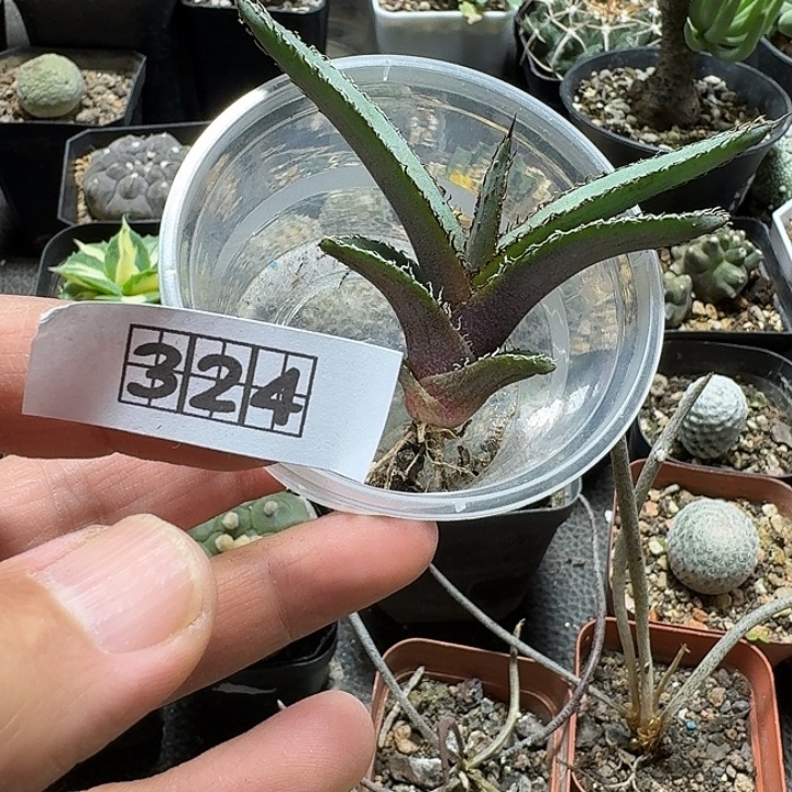 w***3324鲨齿龙脱土发货