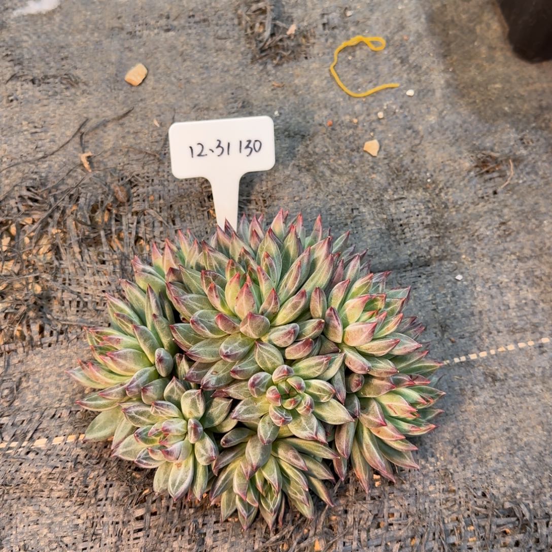 静****一物一拍芬兰之夜130