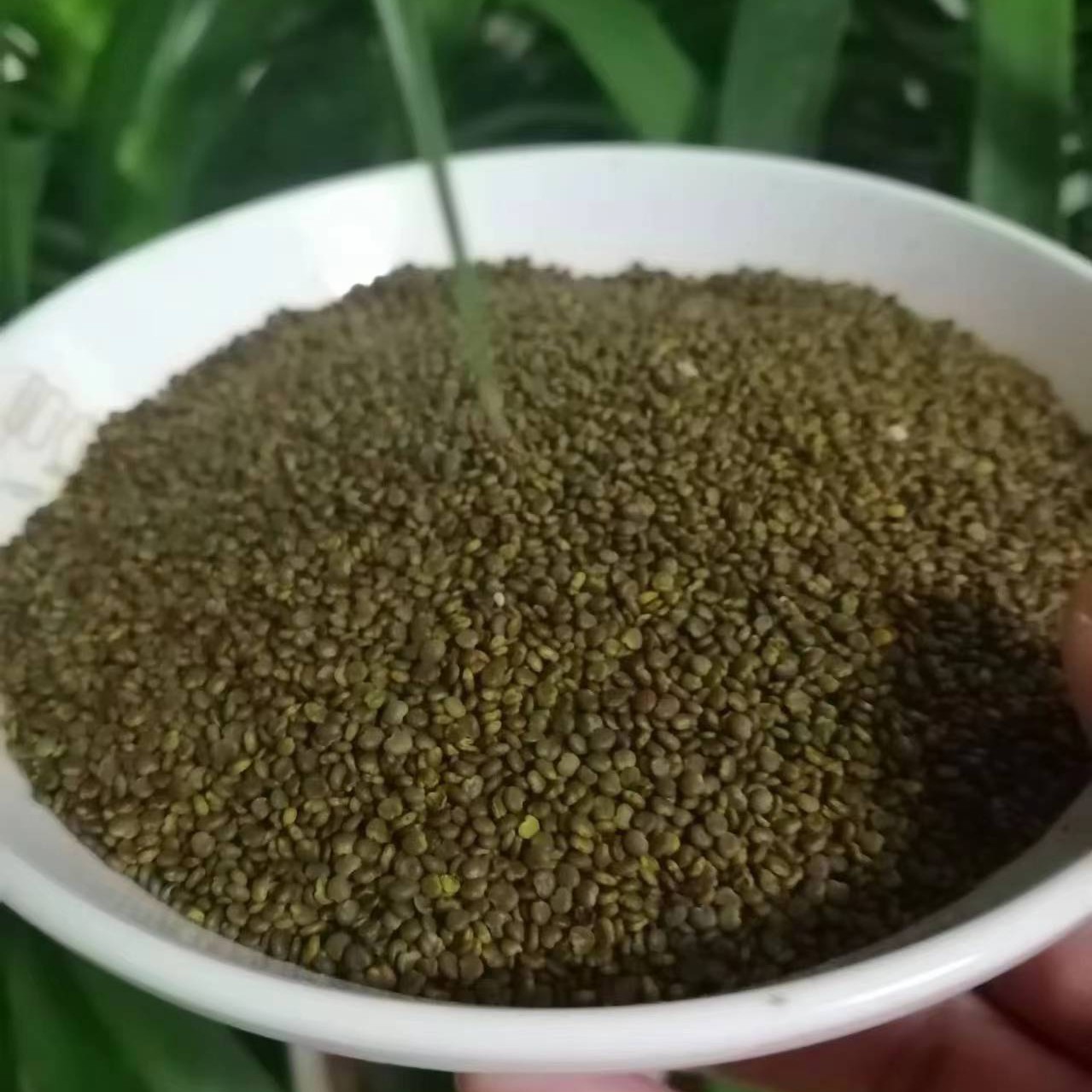 甘肃种植沙苑子250g~500g包邮