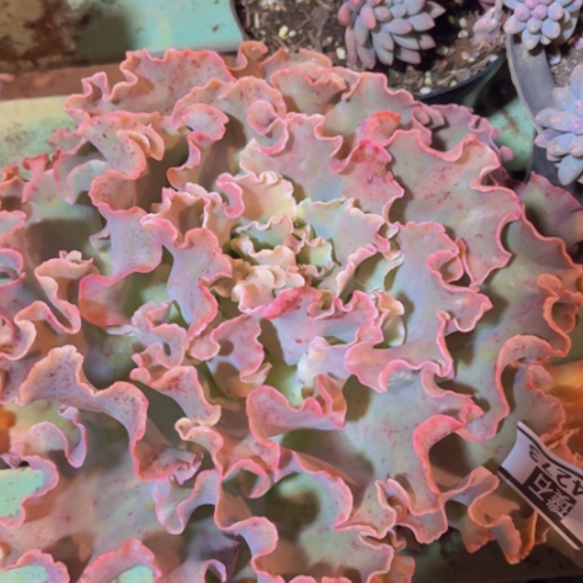 【闪购商品】高砂24273