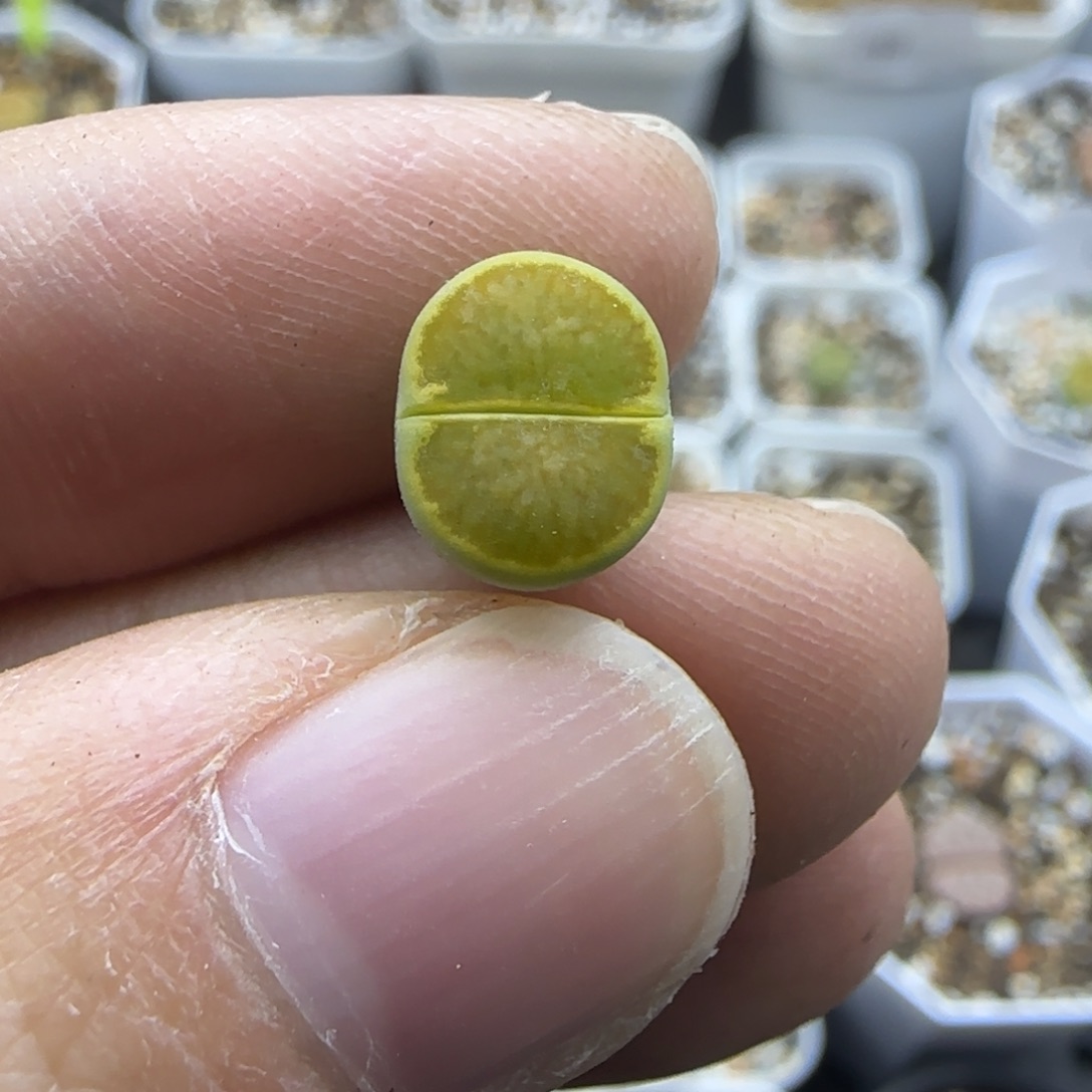770福利一颗清框福利30包邮