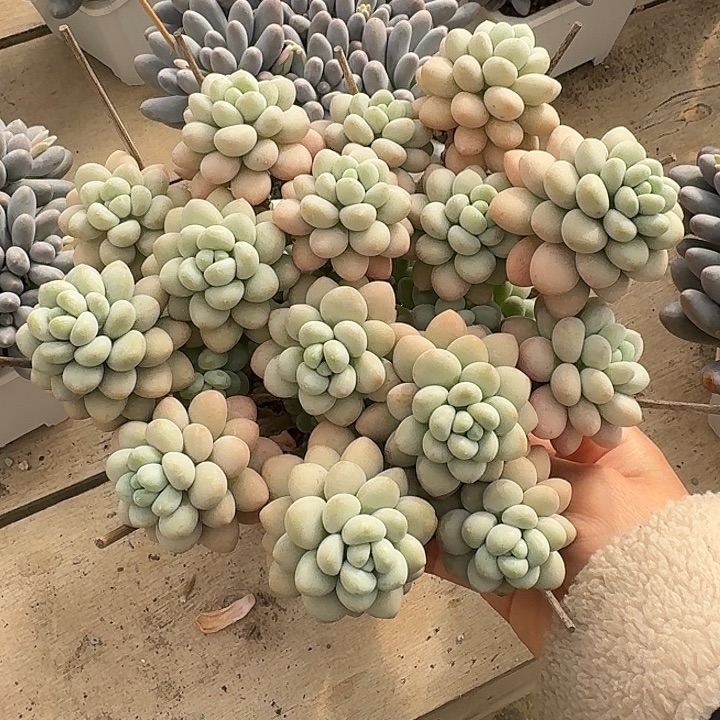 达芙妮多肉植物保护，